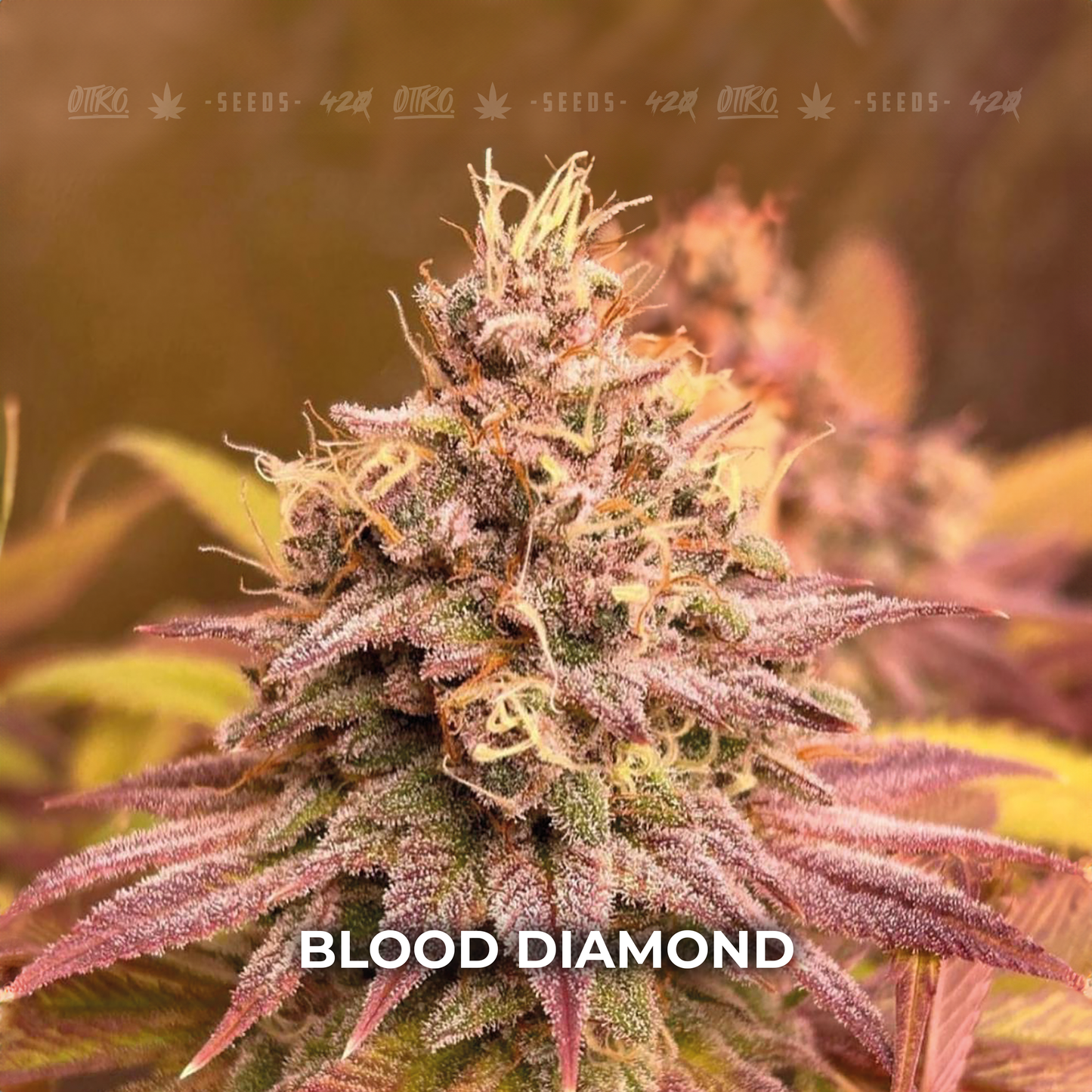 BLOOD DIAMOND