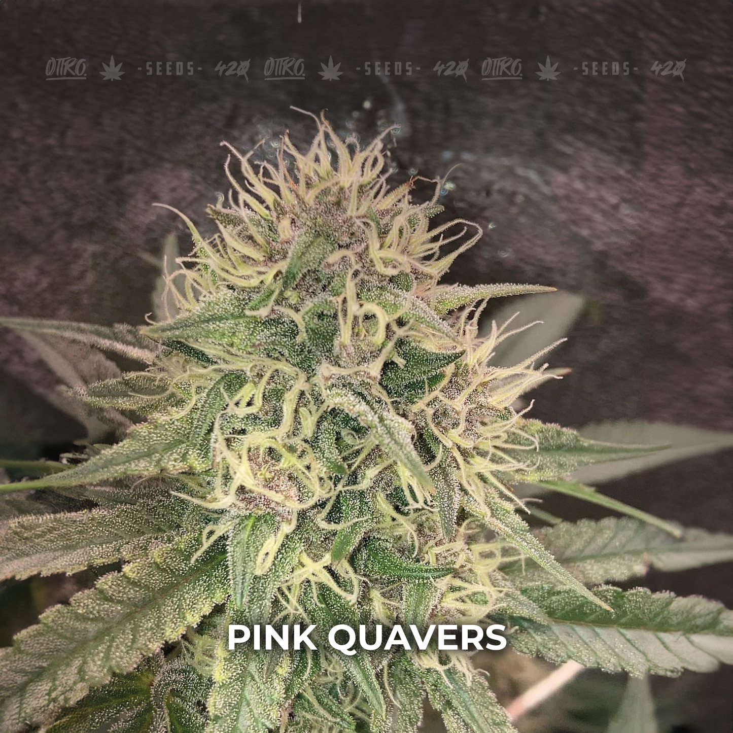 Pink Quavers