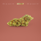 FRIDAY 5G