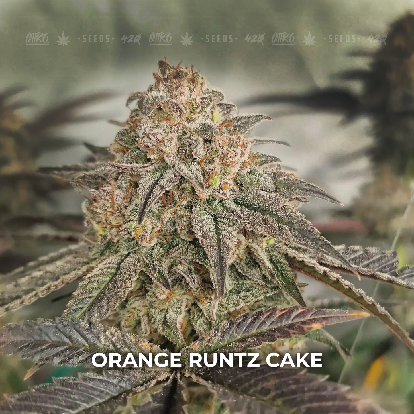Orange Runtz Cake